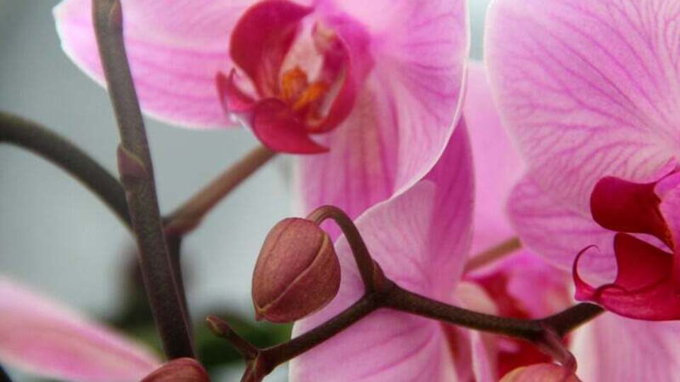 Летом орхидею нужно поливать два-три раза в неделю, а зимой – один-два