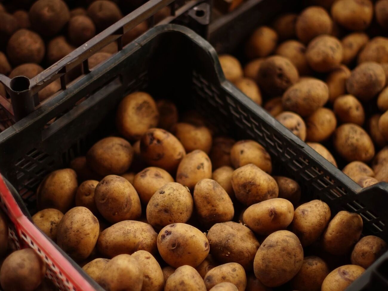 Хранить картофель следует при полном отсутствии света