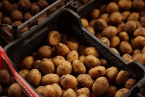 Хранить картофель следует при полном отсутствии света