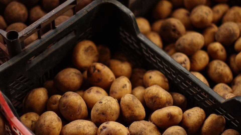 Хранить картофель следует при полном отсутствии света