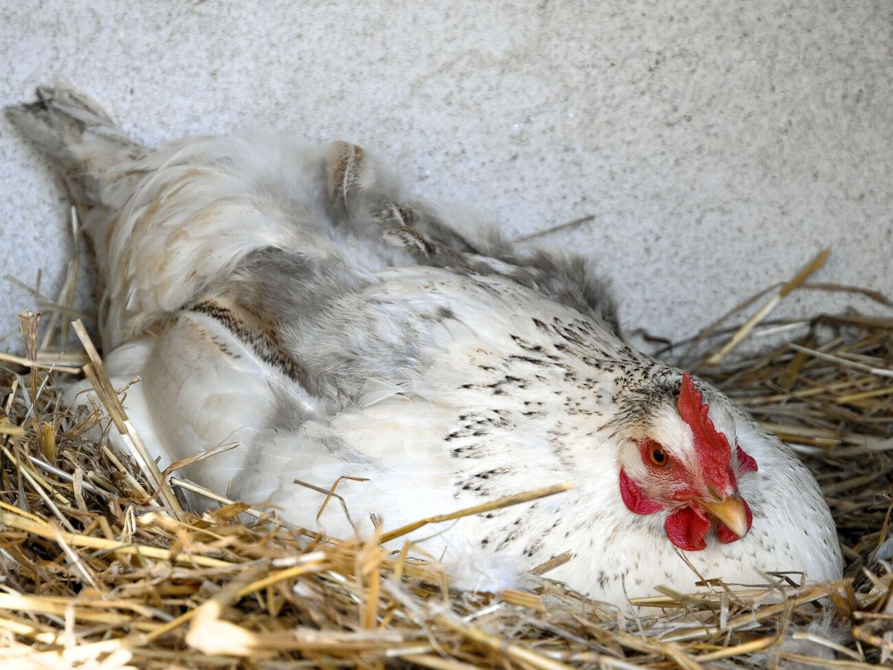 Курка знесе більше яєць завдяки підгодівлі