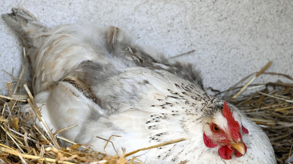 Курица принесет больше яиц благодаря подкормке