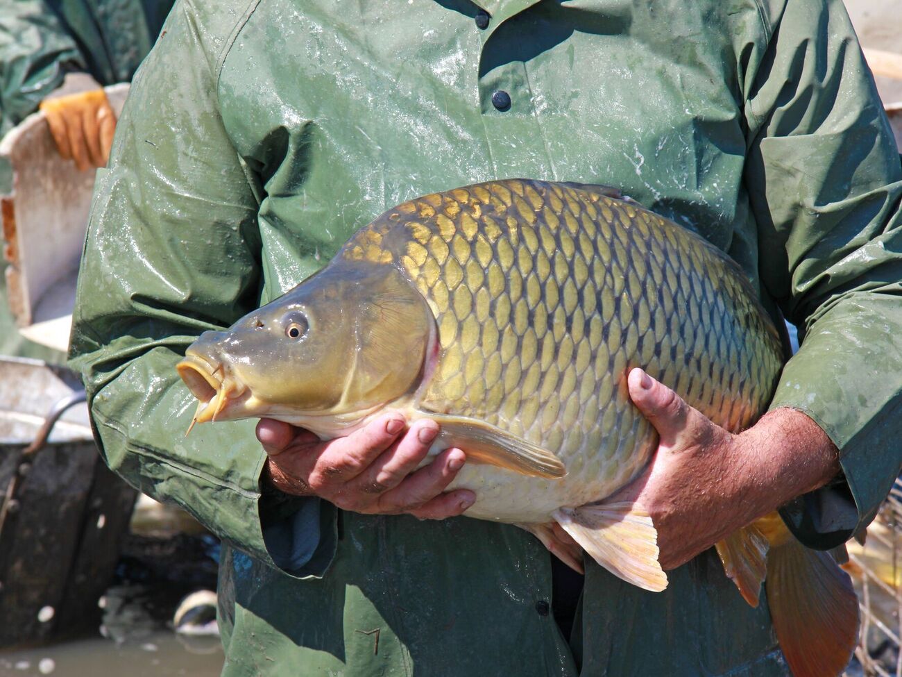 Большой улов может стать причиной больших проблем