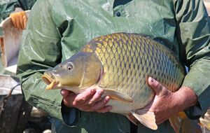 Великий улов може спричинити великі проблеми