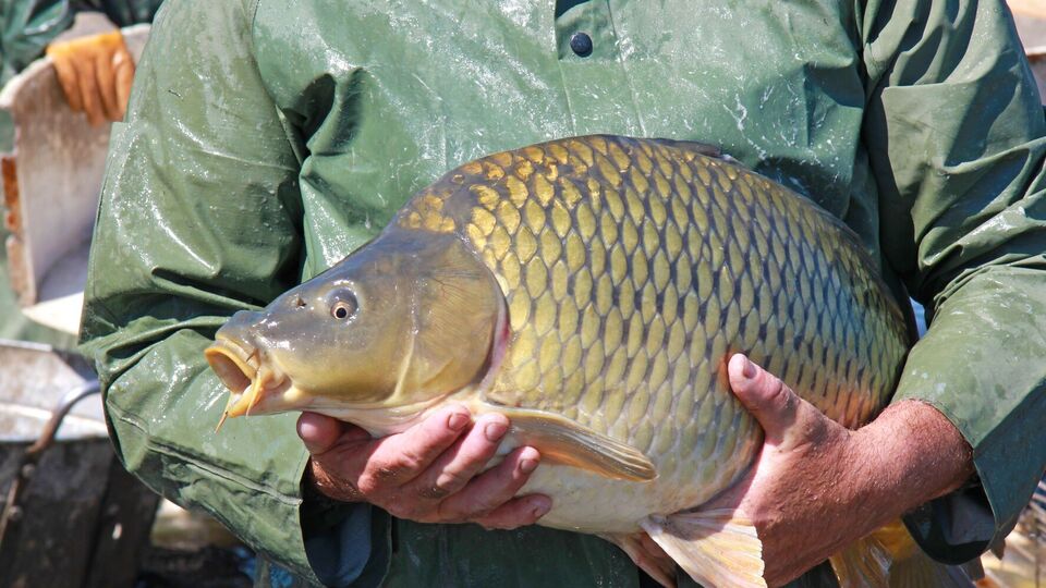 Большой улов может стать причиной больших проблем