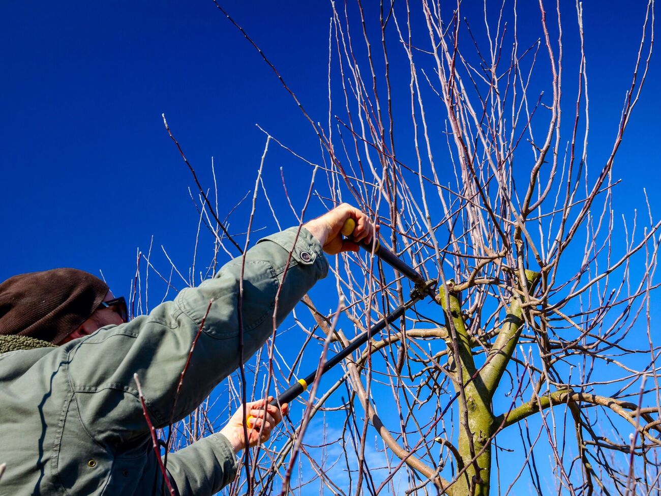 Спершу обрізають сухі гілки