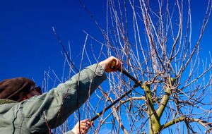 Спершу обрізають сухі гілки