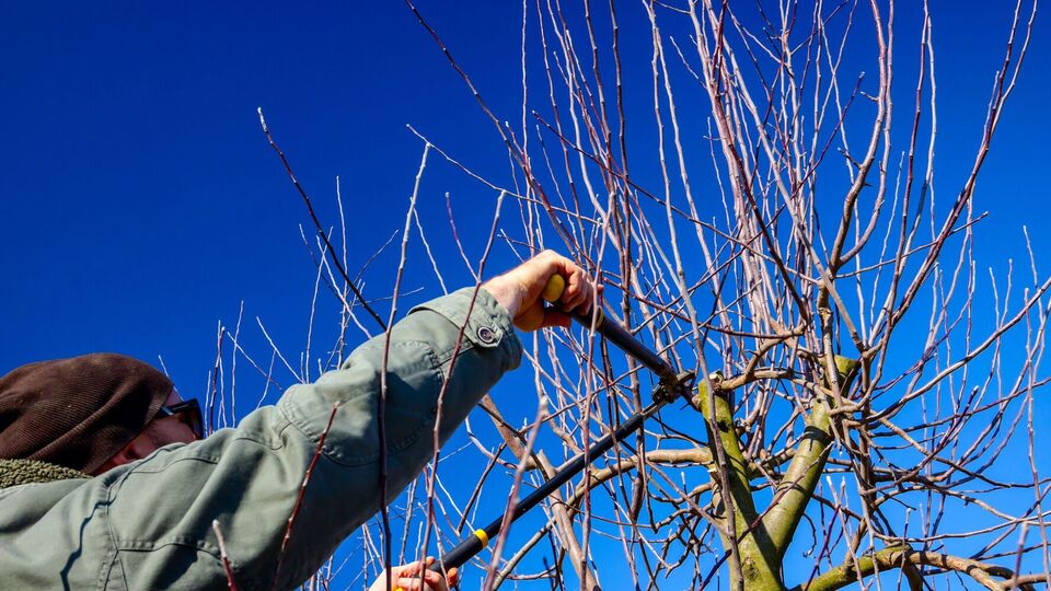 Сначала обрезают сухие ветки