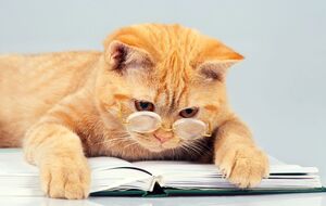 Дивитися меми про котів довго не варто, оскільки вранці доведеться рано вставати на роботу