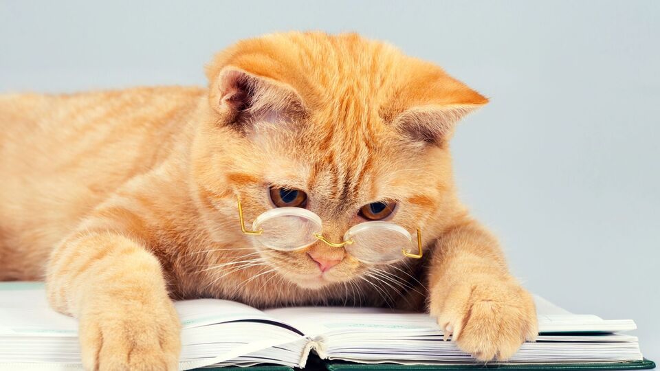 Смотреть мемы о котах долго не стоит, так как утром придется рано вставать на работу