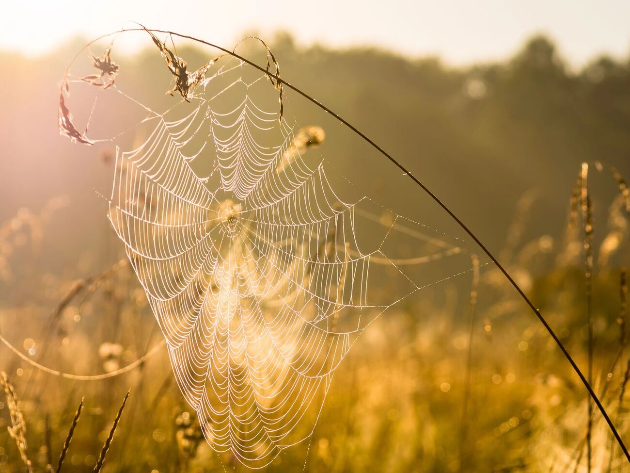 Бабье лето должно быть в начале октября, говорит синоптик