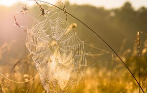 Бабье лето должно быть в начале октября, говорит синоптик