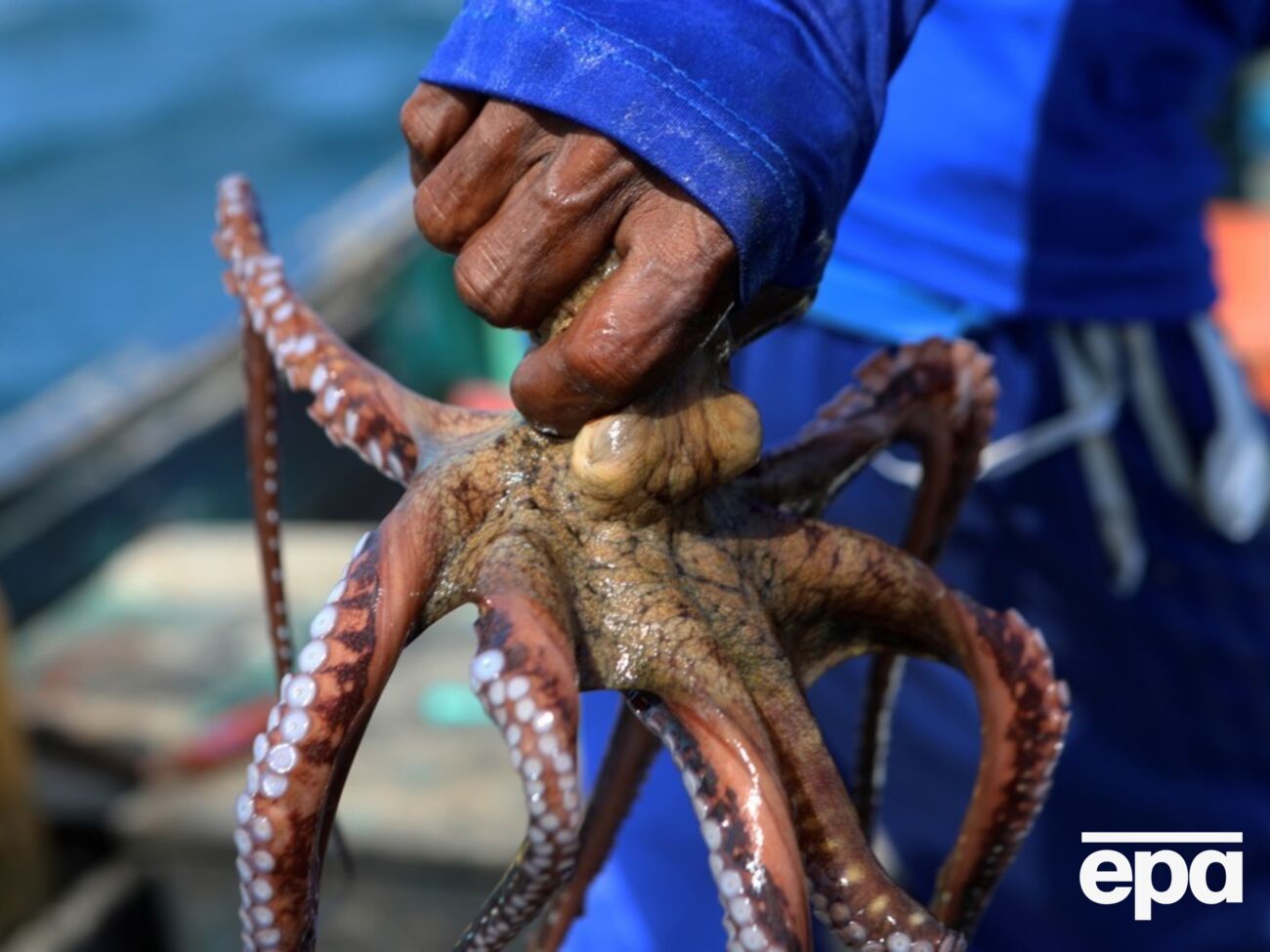 Рост популяции осьминогов заметили этим летом