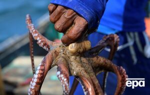 Рост популяции осьминогов заметили этим летом