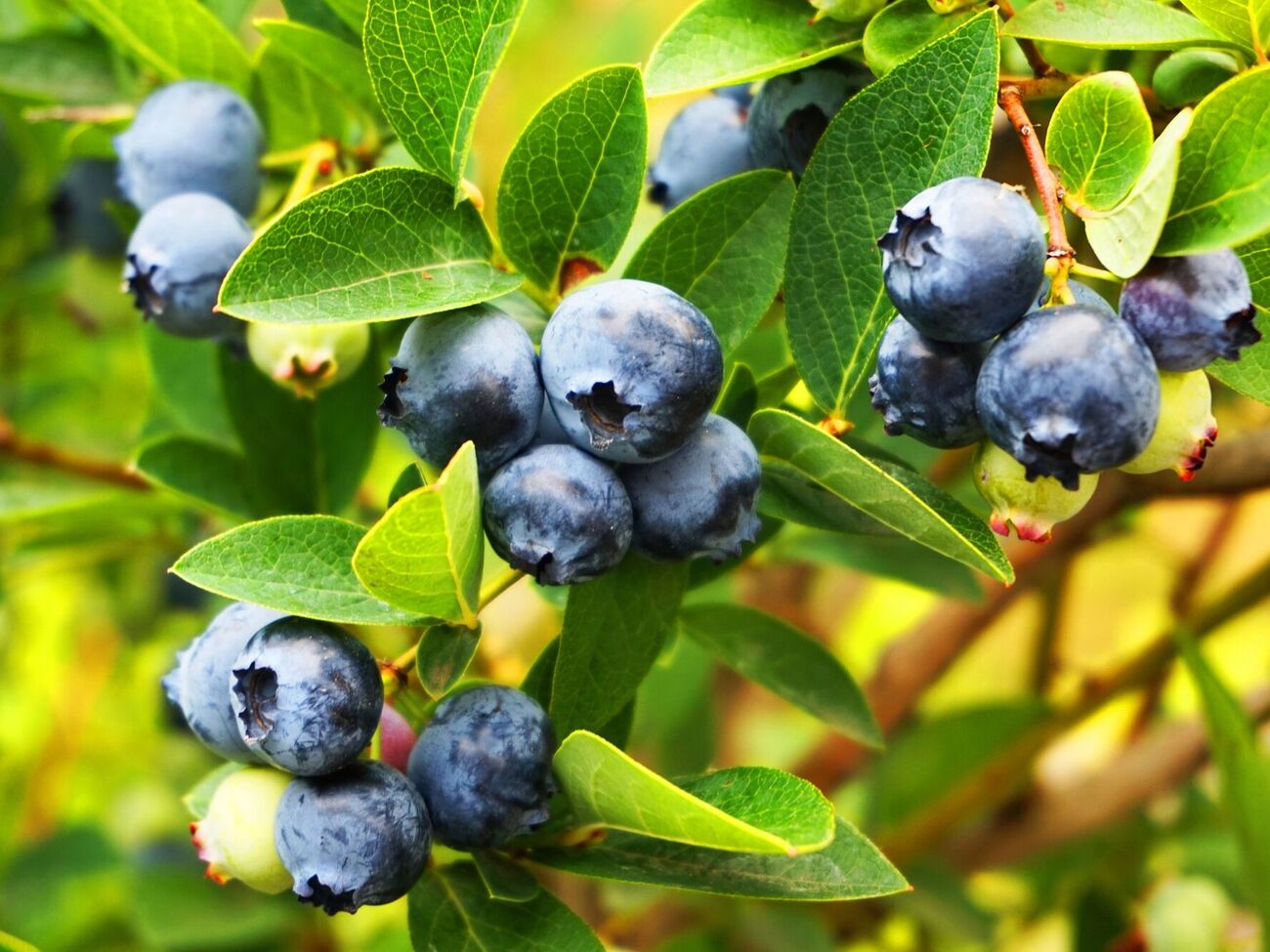 Защиту голубики от морозов нужно сделать вовремя