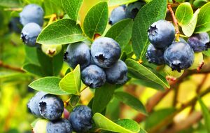 Защиту голубики от морозов нужно сделать вовремя