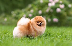 Почему собака не слушается – семь распространенных причин