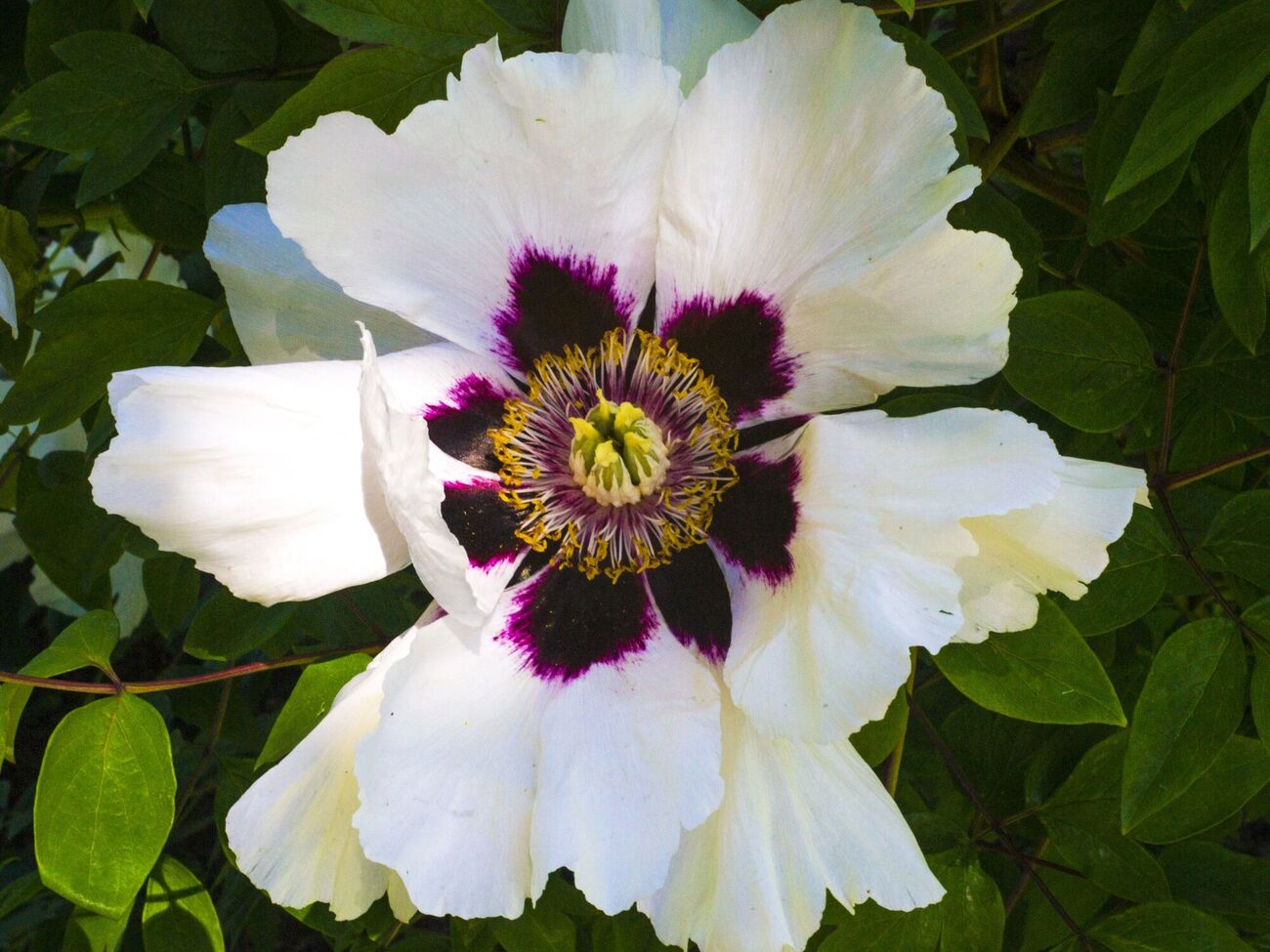 Древовидный пион не требует осенней обрезки