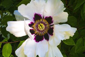 Древовидный пион не требует осенней обрезки