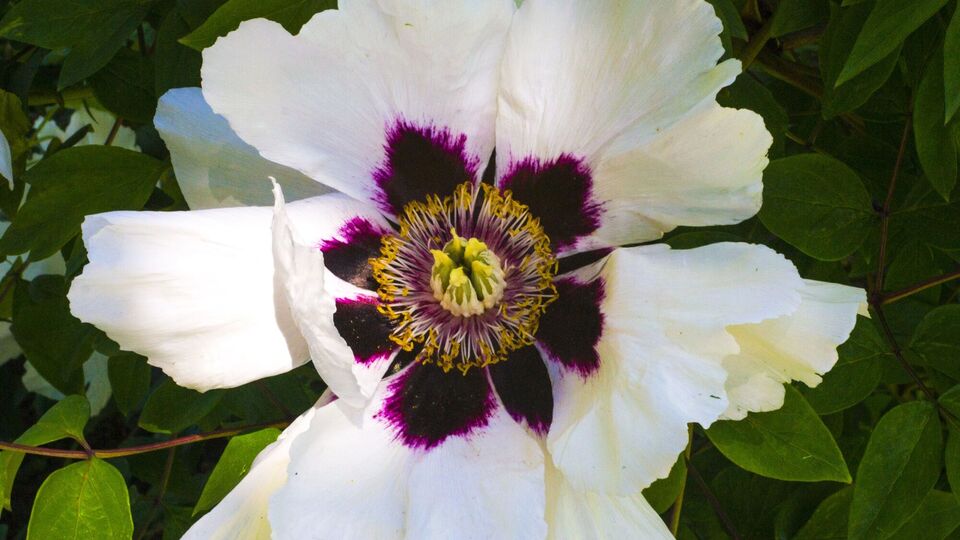 Древовидный пион не требует осенней обрезки