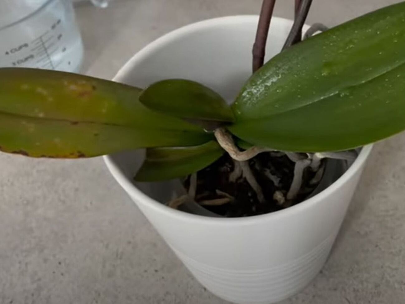 После активного цветения орхидее нужно обеспечить необходимое количество солнечного света, правильную температуру и питательные вещества