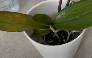 После активного цветения орхидее нужно обеспечить необходимое количество солнечного света, правильную температуру и питательные вещества