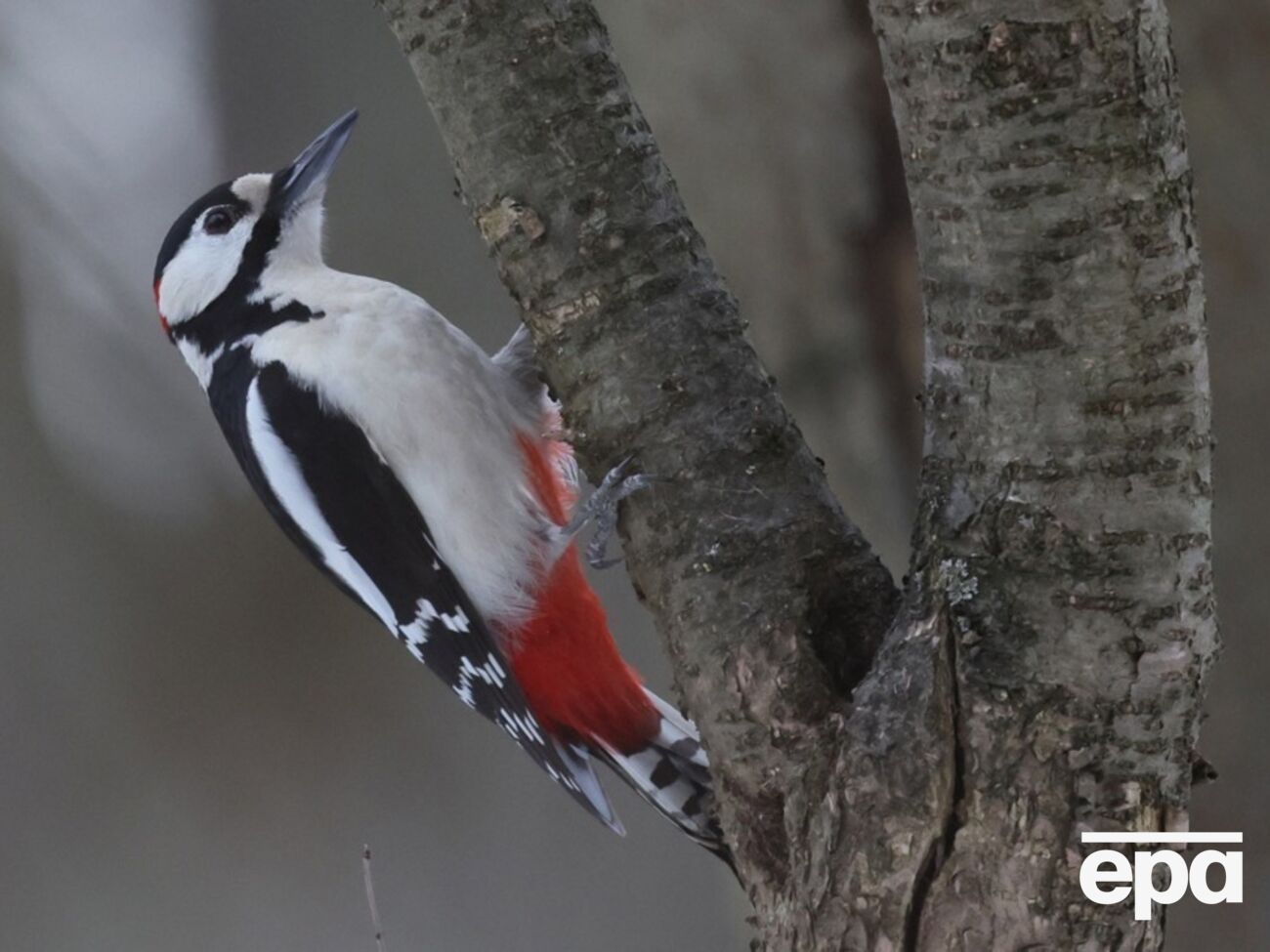 Дятлы не долбят здоровые деревья, утверждает орнитолог