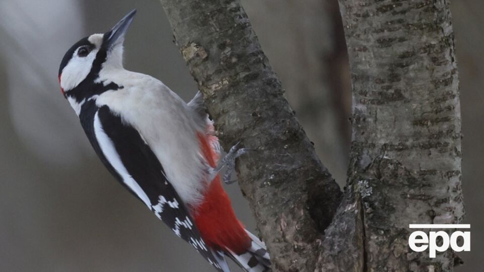 Дятлы не долбят здоровые деревья, утверждает орнитолог