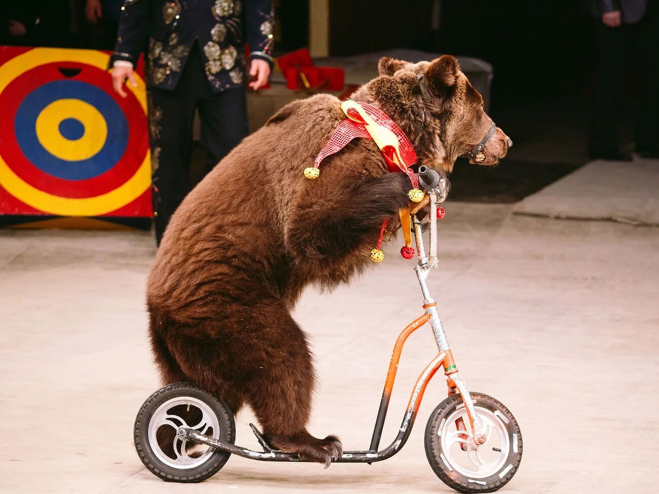 Животные в цирке выполняют команды только по одной причине – они напуганы страданиями и голодом