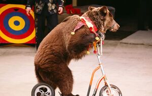 Животные в цирке выполняют команды только по одной причине – они напуганы страданиями и голодом