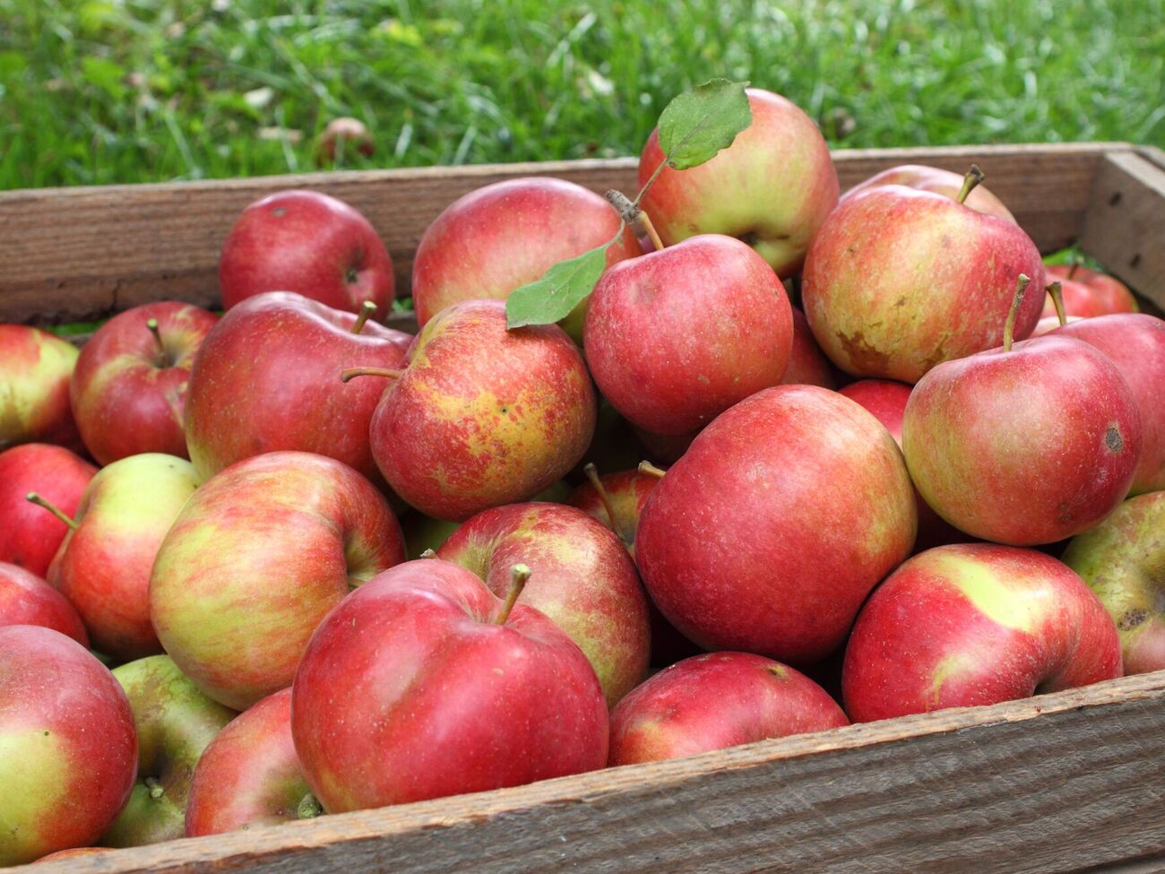 Папір захищає яблука від вологості й гнилі