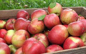 Папір захищає яблука від вологості й гнилі