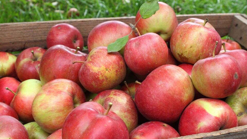 Бумага защищает яблоки от влажности и гнили