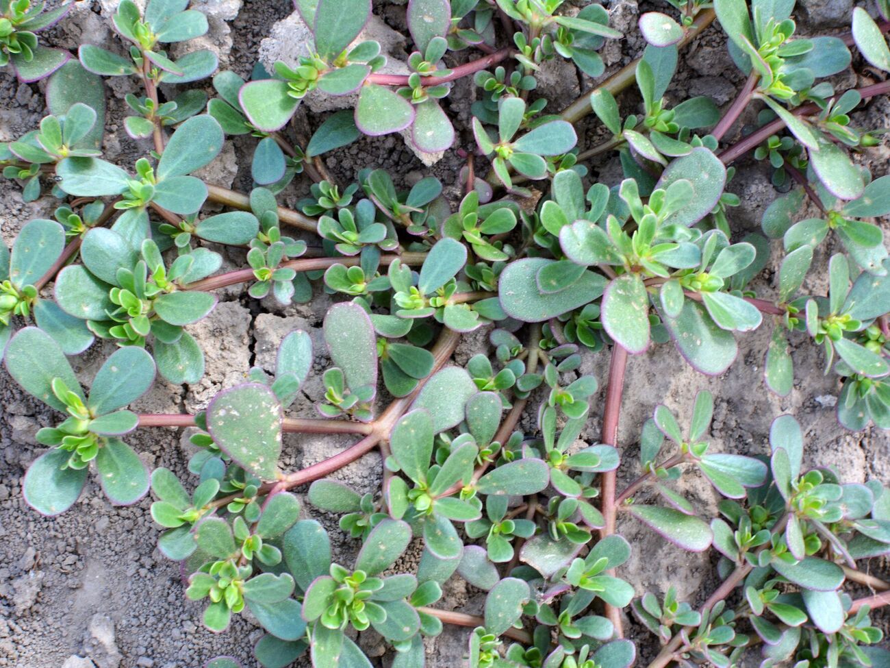 Портулак швидко розростається