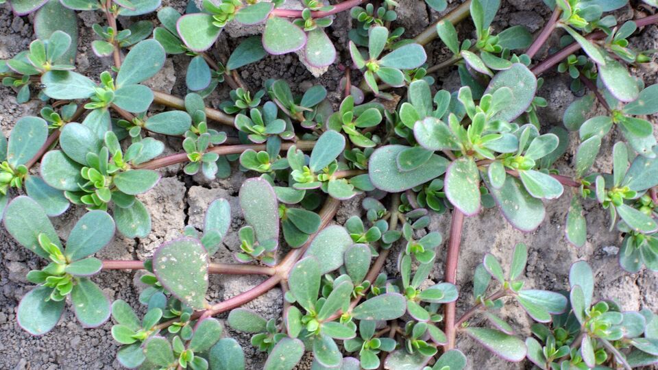 Портулак быстро разрастается