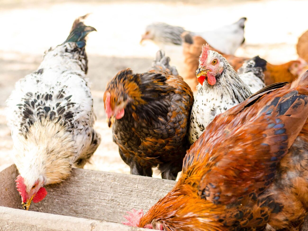 Курам не следует насыпать слишком много корма