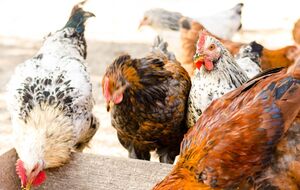 Курам не следует насыпать слишком много корма