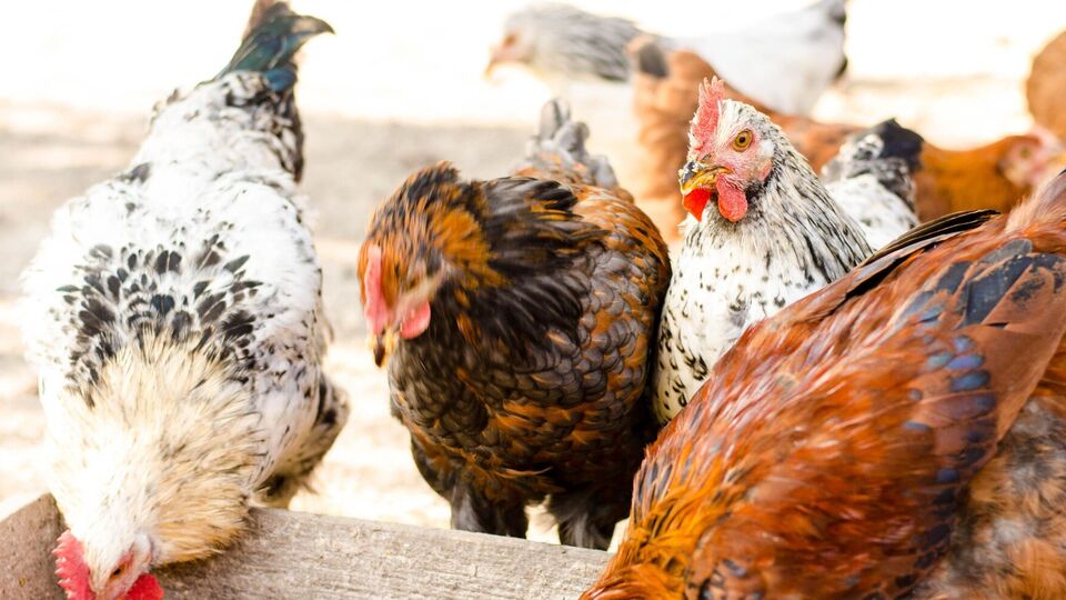 Курям не варто насипати надто багато корму