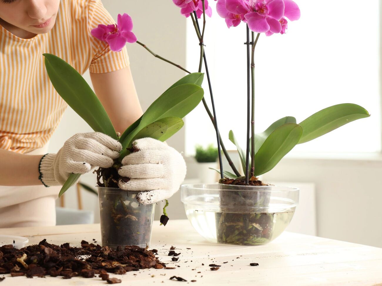 Для підживлення орхідеї підійдуть цибуля, бананова шкірка й мелена кава