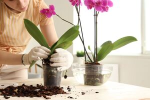 Для підживлення орхідеї підійдуть цибуля, бананова шкірка й мелена кава