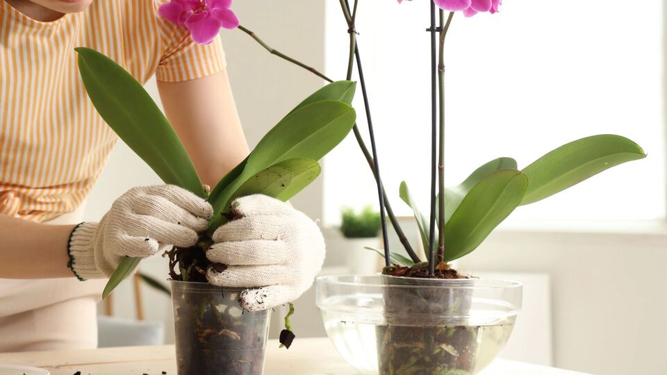 Для подкормки орхидеи подойдут лук, банановая кожура и молотый кофе