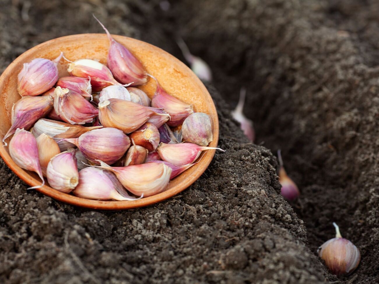 Чеснок нужно высаживать на подготовленном участке