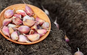 Чеснок нужно высаживать на подготовленном участке