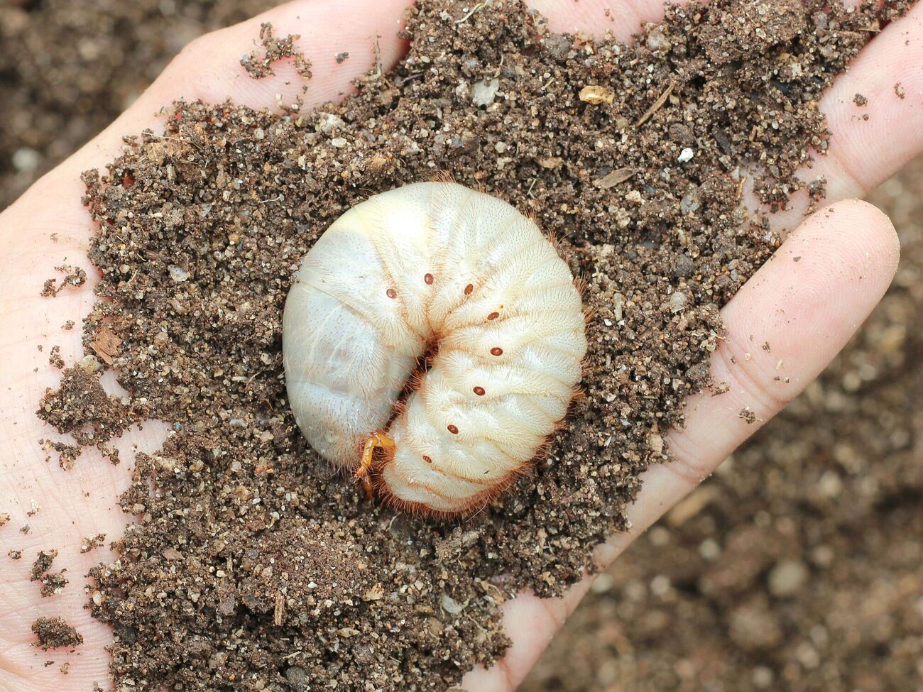 Личинки хруща живут в земле до четырех лет