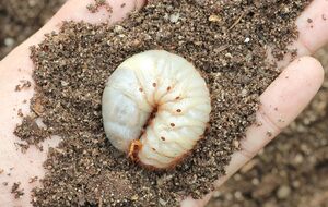 Личинки хруща живут в земле до четырех лет