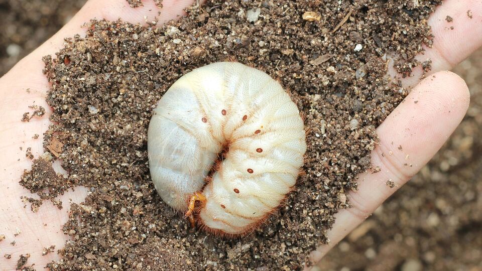 Личинки хруща живут в земле до четырех лет