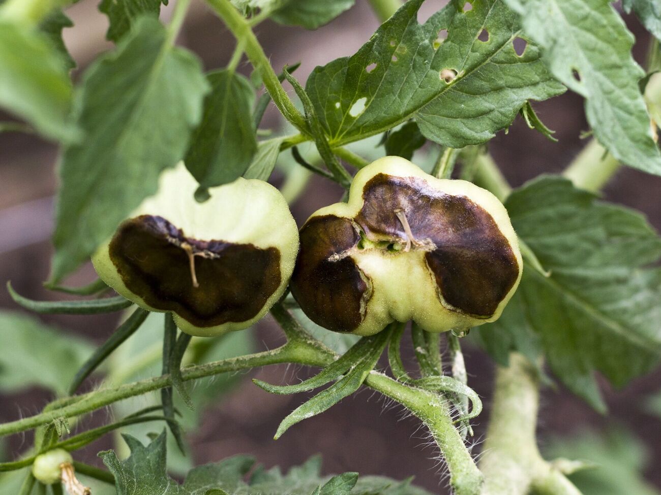 Обработку нужно проводить трижды