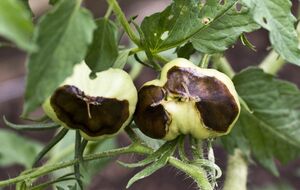 Обработку нужно проводить трижды