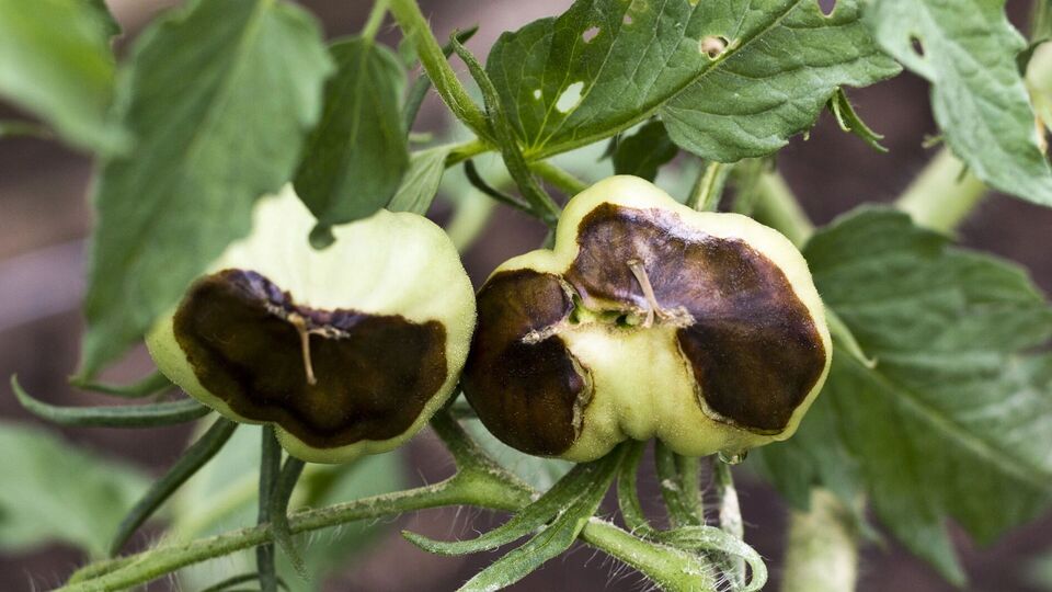 Обработку нужно проводить трижды