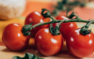 Свіжі помідори не можна класти в холодильник